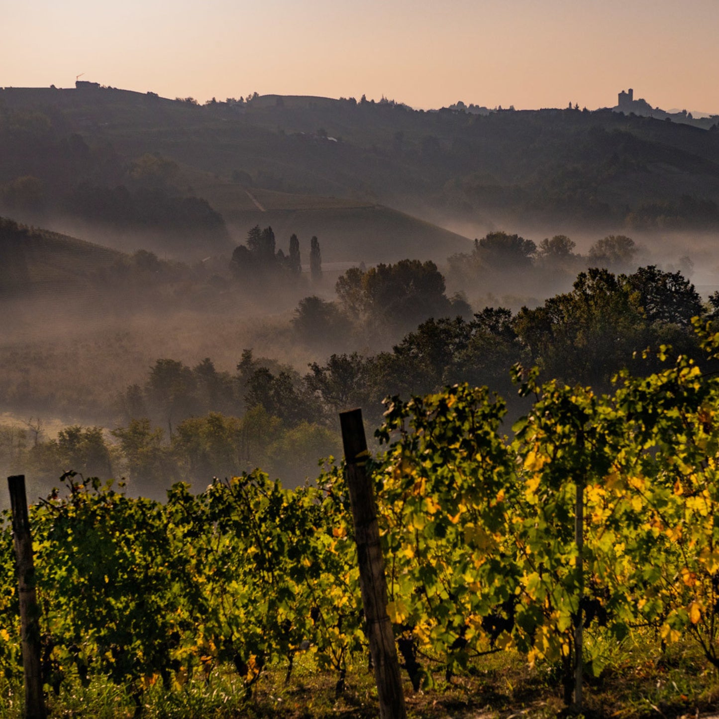 Prunotto Langhe Arneis DOCG 2022