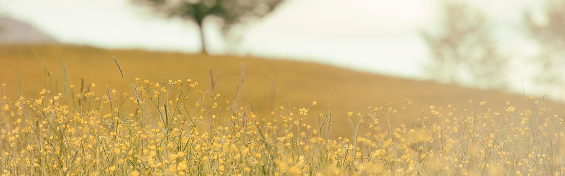 Landschaft mit gelben Blumen